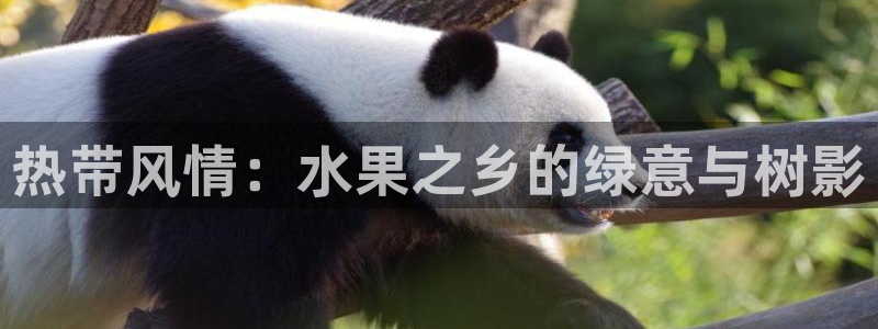 天顺娱乐信v96303：热带风情：水果之乡的绿意与树影