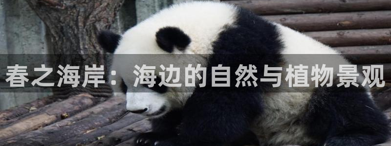 天顺娱乐旡税29999：春之海岸：海边的自然与植物景观
